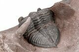 Detailed Zlichovaspis Trilobite - Excellent Preparation #210226-5